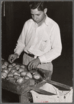 Department of Agriculture inspector grading potatoes. Monte Vista, Colorado