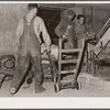 Potatoes are brought in for washing and inspection. Monte Vista, Colorado