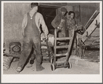 Potatoes are brought in for washing and inspection. Monte Vista, Colorado
