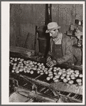 Washed potatoes are inspected. Monte Vista, Colorado