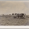 Haying scene on the farm on FSA (Farm Security Administration) borrower Andy Bahain near Kersey, Colorado