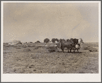 Haying scene on the farm on FSA (Farm Security Administration) borrower Andy Bahain near Kersey, Colorado