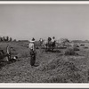 Haying scene on the farm on FSA (Farm Security Administration) borrower Andy Bahain near Kersey, Colorado