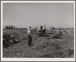 Haying scene on the farm on FSA (Farm Security Administration) borrower Andy Bahain near Kersey, Colorado