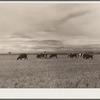 Dairy herding on alfalfa. San Luis Valley, Colorado