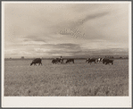 Dairy herding on alfalfa. San Luis Valley, Colorado
