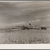 Grain threshing outfit in operation on San Luis Valley Farms, Colorado