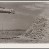 Chaff from thresher. Weld County, Colorado