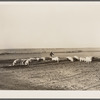 Fred Schmeeckle, FSA (Farm Security Administration) borrower, and the hogs on his dry land farm. Weld County, Colorado