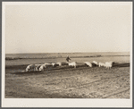 Fred Schmeeckle, FSA (Farm Security Administration) borrower, and the hogs on his dry land farm. Weld County, Colorado