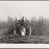 Harvesting hybrid corn with mechanical picker. Grundy County, Iowa