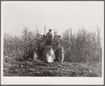 Harvesting hybrid corn with mechanical picker. Grundy County, Iowa