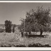 John Adams, FSA (Farm Security Administration) borrower, harvesting apples. Fremont County, Colorado