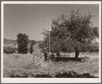 John Adams, FSA (Farm Security Administration) borrower, harvesting apples. Fremont County, Colorado