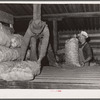 Potatoes from the field are unloaded for storage. Monte Vista, Colorado