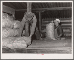 Potatoes from the field are unloaded for storage. Monte Vista, Colorado