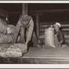 Potatoes from the field are unloaded for storage. Monte Vista, Colorado