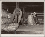 Potatoes from the field are unloaded for storage. Monte Vista, Colorado