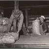 Potatoes from the field are unloaded for storage. Monte Vista, Colorado