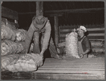 Potatoes from the field are unloaded for storage. Monte Vista, Colorado