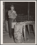 USDA (United States Department of Agriculture) inspector grades potatoes. Monte Vista, Colorado