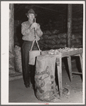 USDA (United States Department of Agriculture) inspector grades potatoes. Monte Vista, Colorado