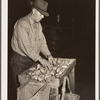 USDA (United States Department of Agriculture) inspector grades potatoes. Monte Vista, Colorado