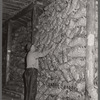 USDA (United States Department of Agriculture) inspector grades potatoes. Monte Vista, Colorado