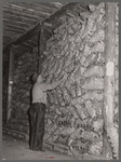 USDA (United States Department of Agriculture) inspector grades potatoes. Monte Vista, Colorado