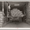 Loading potatoes in storage cellar. Monte Vista, Colorado