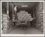 Loading potatoes in storage cellar. Monte Vista, Colorado