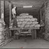 Loading potatoes in storage cellar. Monte Vista, Colorado