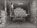 Loading potatoes in storage cellar. Monte Vista, Colorado