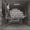 Loading potatoes in storage cellar. Monte Vista, Colorado