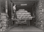 Loading potatoes in storage cellar. Monte Vista, Colorado