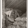 Storing potatoes in cellar. Rio Grande County, Colorado