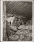 Storing potatoes in cellar. Rio Grande County, Colorado