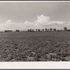 Potato field. Rio Grande County, Colorado