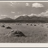 Shocks of grain at foothills of Rocky Mountains. Fremont County, Colorado