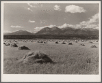 Shocks of grain at foothills of Rocky Mountains. Fremont County, Colorado