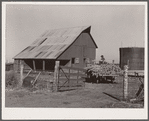 Member of Bois d'Arc Cooperative drives wagon load of sorgo to feedlot. Osage Farms, Missouri