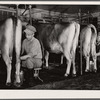Accurate records are kept of each cow's milk production. Hillview Cooperative, Osage Farms, Missouri