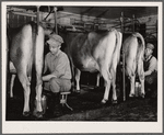Accurate records are kept of each cow's milk production. Hillview Cooperative, Osage Farms, Missouri
