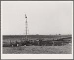Watering tank for feeder cattle. Bois d'Arc Cooperative. Osage Farms, Missouri