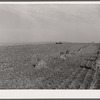 Harvesting corn. Marshall County, Iowa