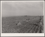 Harvesting corn. Marshall County, Iowa