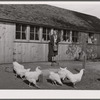 Mrs. Maschman feeds chickens in front of poultry house which she and her husband built. Iowa County, Iowa