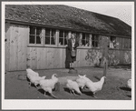Mrs. Maschman feeds chickens in front of poultry house which she and her husband built. Iowa County, Iowa
