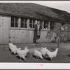 Mrs. Maschman feeds chickens in front of poultry house which she and her husband built. Iowa County, Iowa