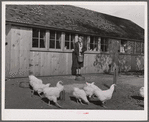 Mrs. Maschman feeds chickens in front of poultry house which she and her husband built. Iowa County, Iowa